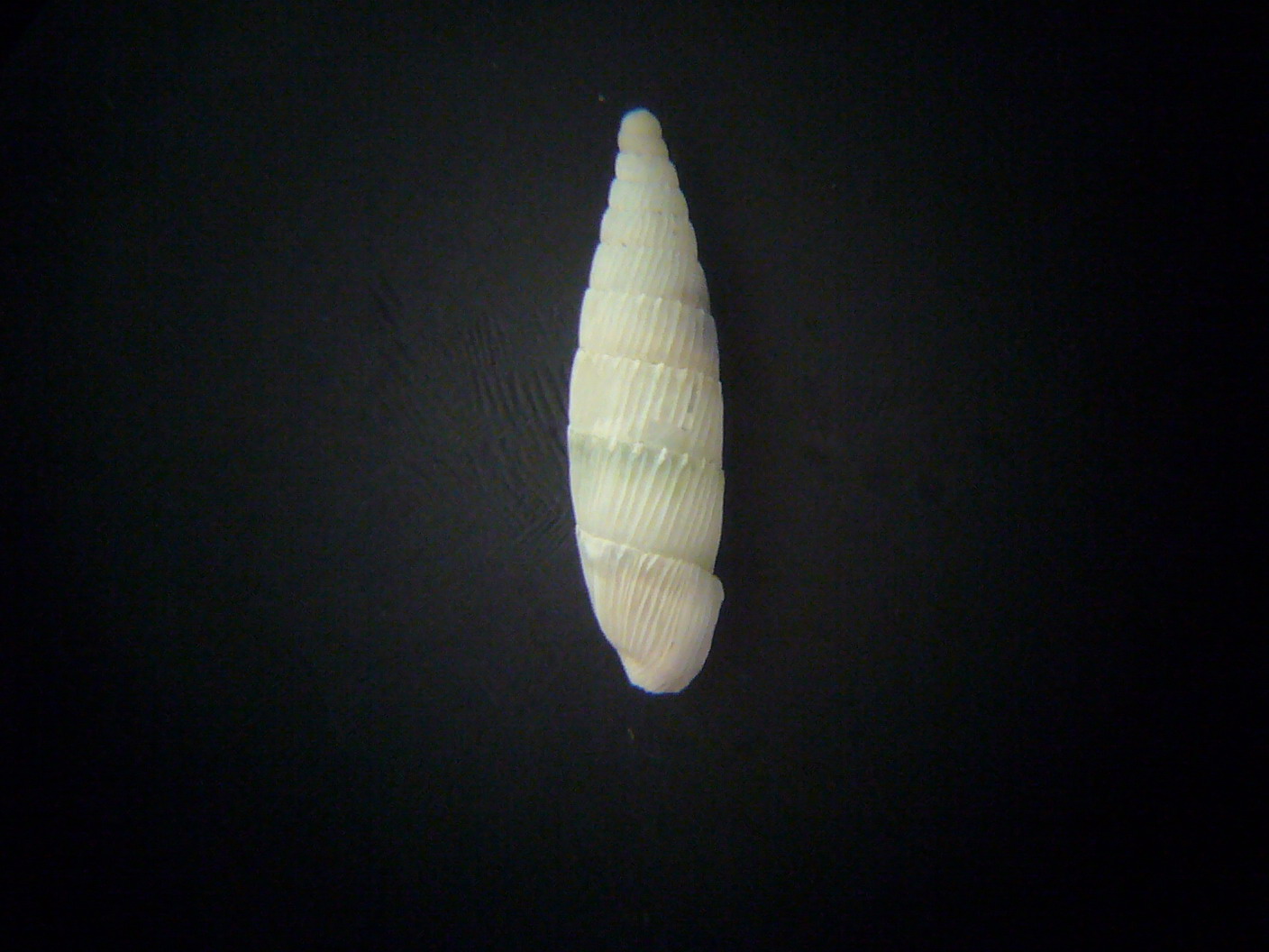 Leucostigma candidescens?